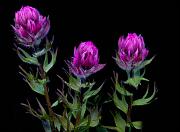 Magenta Paintbrush, Castilleja parvaflora